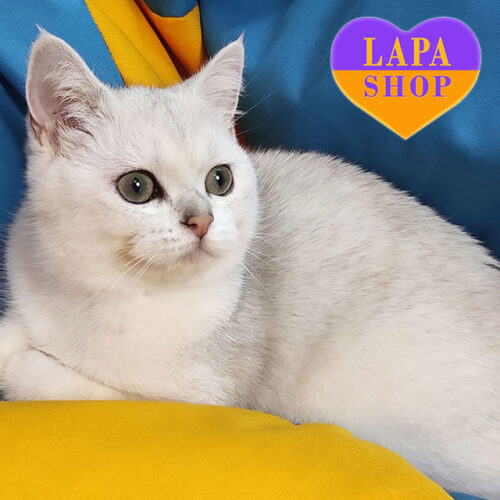 British Silver Chinchilla Sweetheart Alaska