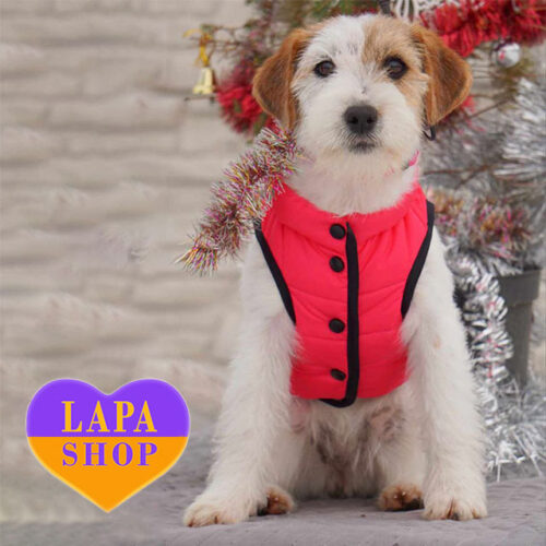 Активна дівчинка породи джек-рассел-тер'єр Амелія