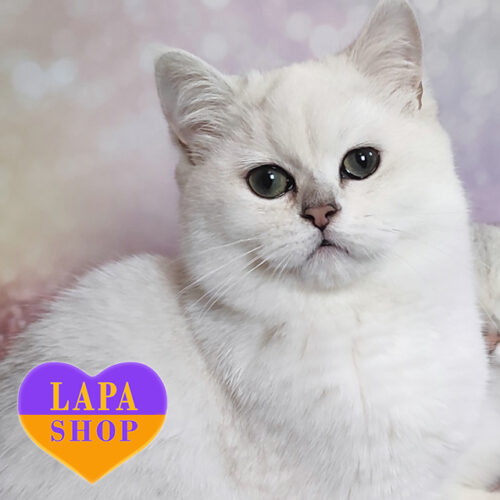 Avrora — Charming British Kitty with a Silver Coat