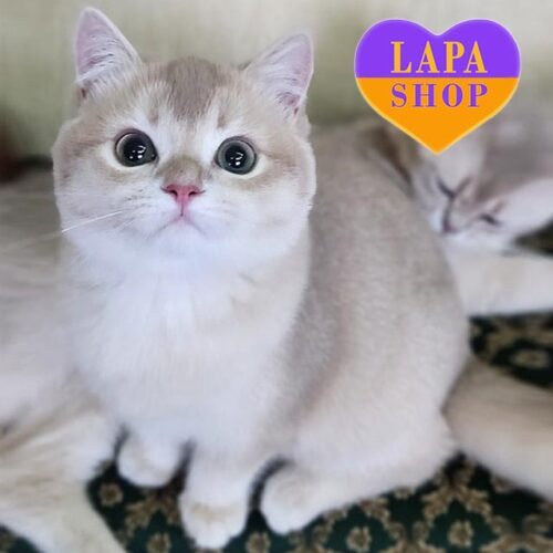 Cheerful and Gentle British Kitten who loves to eat