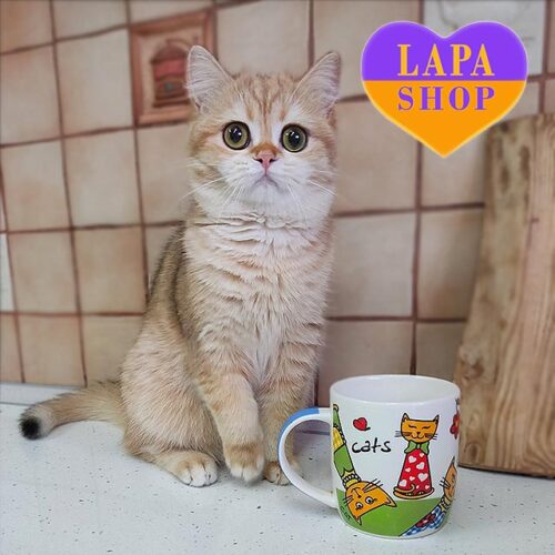 Gentle and Playful British Golden Kitty