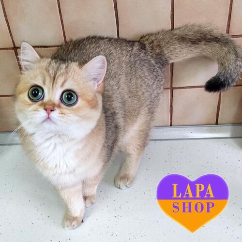 British Golden Beauty