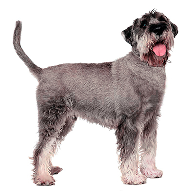 Standard Schnauzer