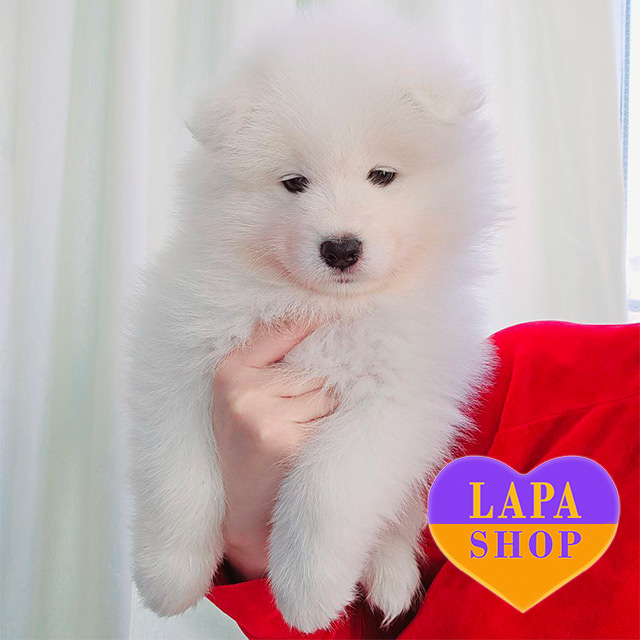 Samoyed American Eskimo Dog For Sale White Eskimo Dog Puppy Dog