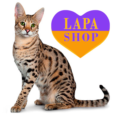 Didn't Find a Kitten? Send Us a Request for a Savannah — We`ll Send More!