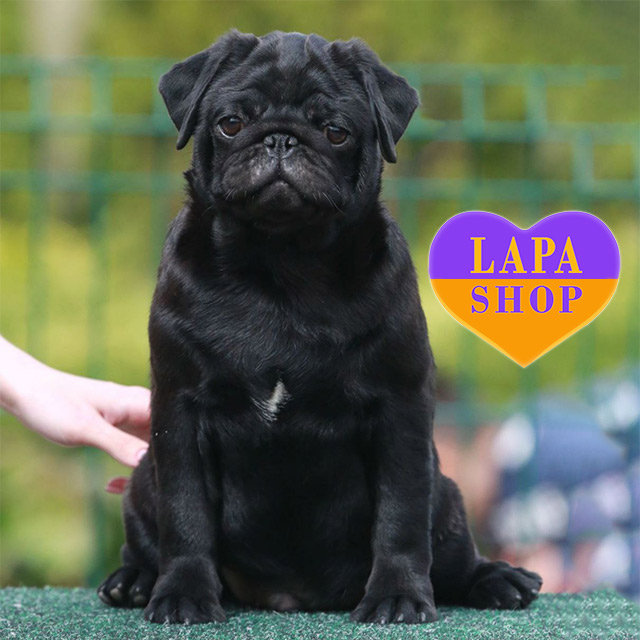 Animal Shelter Pug Puppy Adoption Near Me Pug Dog Adoption Near Me