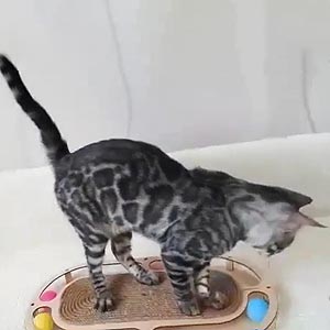 Милая бенгальская кошечка Лола ben dad