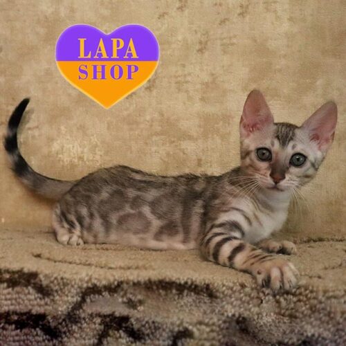 Милая бенгальская кошечка Лола