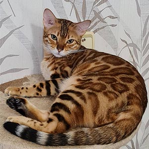 Милая бенгальская кошечка Лола ben mom