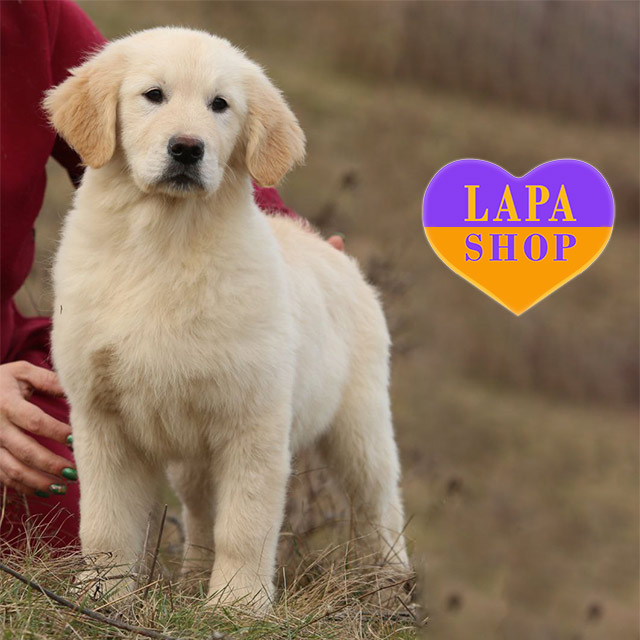 Golden Retriever Dog Big Boss