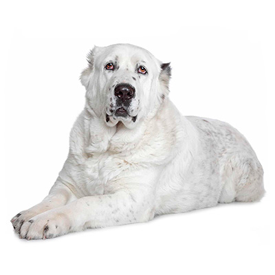 Середньоазійська вівчарка (алабай)