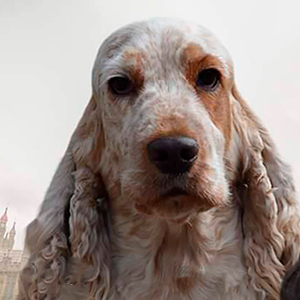 English Cocker Spaniel Girl of Delicate Color coker papa