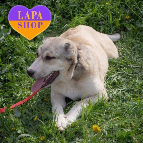 Сіро-палева красуня породи середньоазійська вівчарка Дейзі