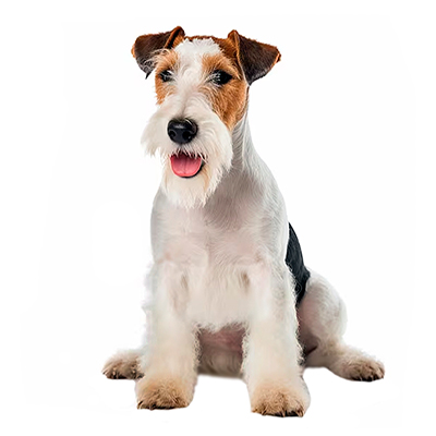Fox Terrier Puppies for Sale from Europe