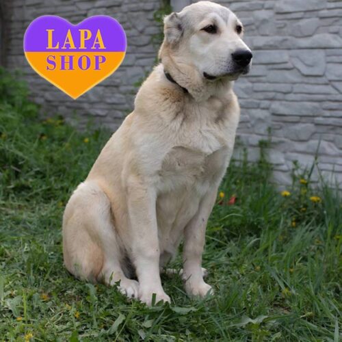 Джессіка — палева дівчинка породи середньоазійська вівчарка