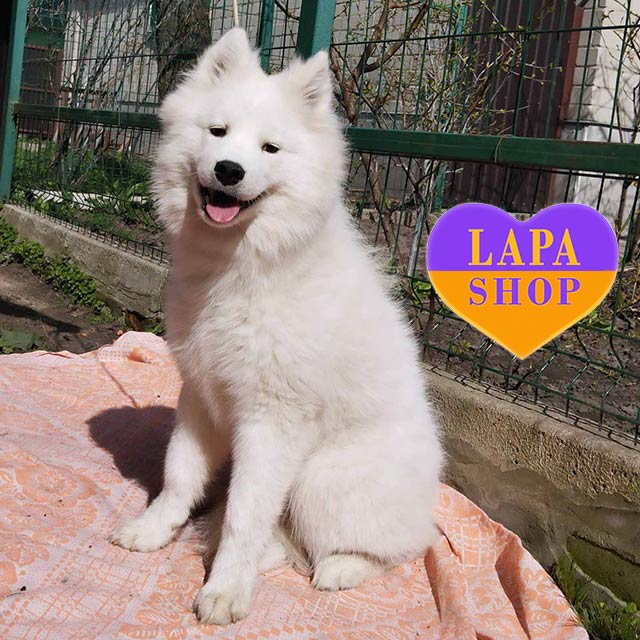 Samoyed Dog Breed Alaskan Malamute Samoyed Mix Alaska Malamute