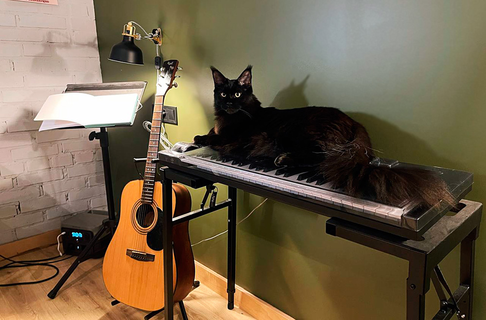 Порода кошек мейн-кун: плюсы и минусы, характер и особенности krouly