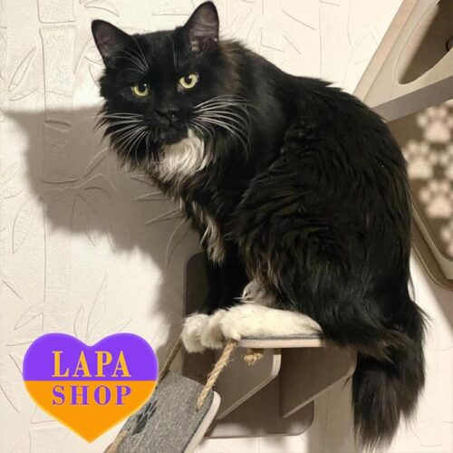 Large Kurilian Bobtail With a Playful and Gentle Character Ford