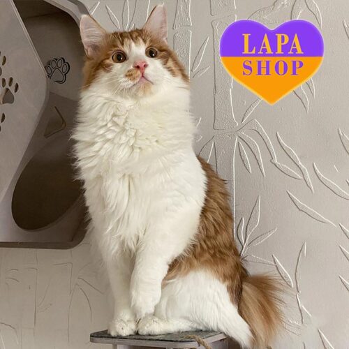 Playful and Gentle Kurilian Bobtail Forest