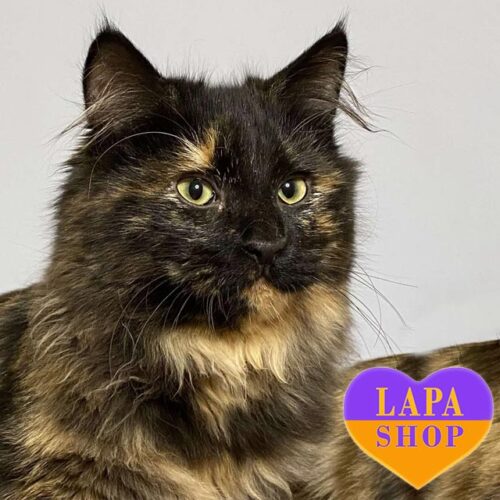 Kurilian Bobtail Grace is a Gentle Kitty With Good Pedigree Data