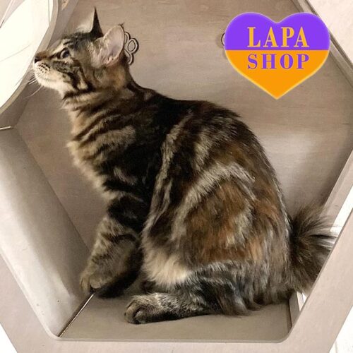 Gentle Cheerful Kurilian Bobtail Kitty Jacey