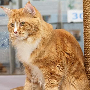 Очаровательная кошечка породы мейн-кун в черепахово-мраморной шубке Ингрид mco dad 2