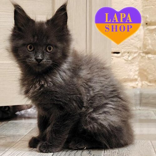 Кошеня породи мейн-кун Індиго