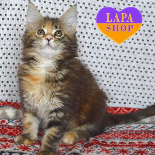 Очаровательная кошечка породы мейн-кун в черепахово-мраморной шубке Ингрид