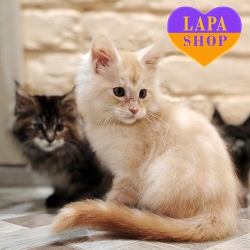 Чарівне кошеня породи мейн-кун Ірбіс