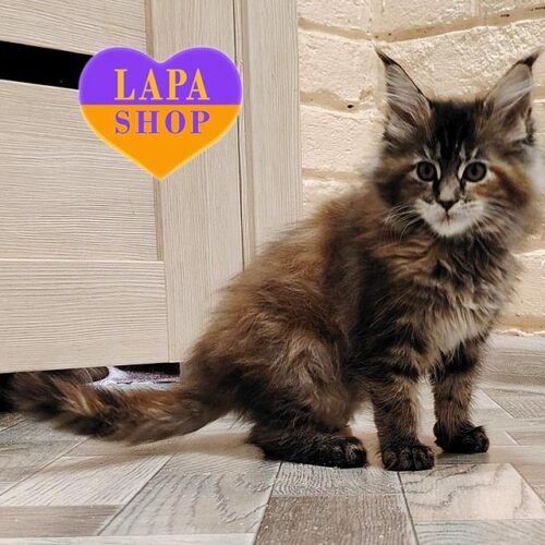 Ірошка — мила черепахово-мармурова кішечка породи мейн-кун