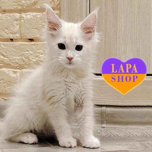 Кішечка породи мейн-кун в кремово-сріблястій шубці Іветта