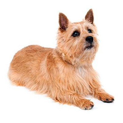 Норвіч-тер’єр