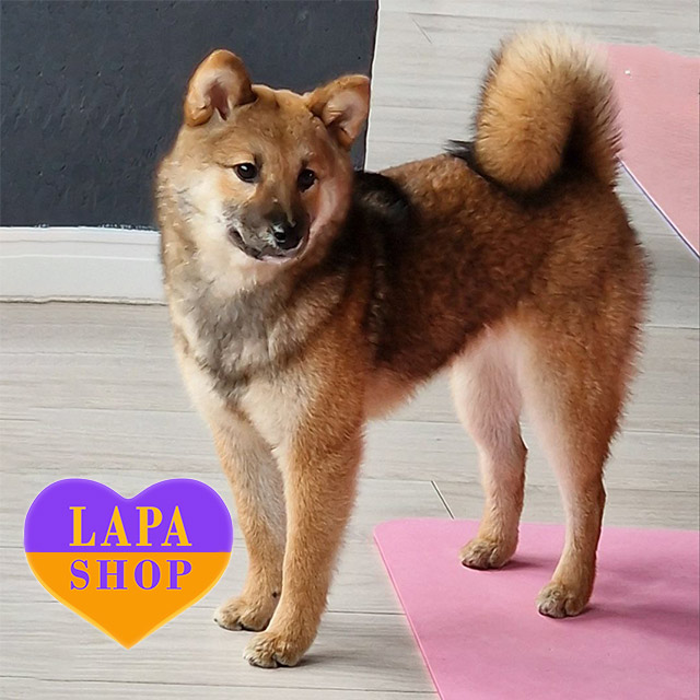 Japanese Akita Shiba Inu Puppies For Sale Gumtree Pet Shih Tzu Inu