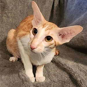 Милый ориентальный котенок Харви ori mom1