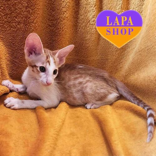 Миле орієнтальне кошеня Харві