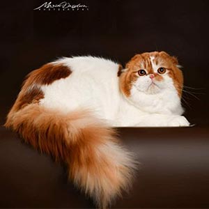 Вислоухий длинношерстный красавчик Кевин — в разведение sfl dadjpg