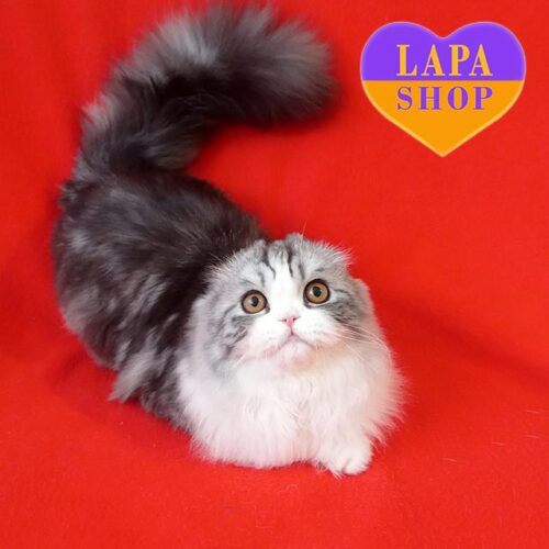 Scottish Longhaire Fold Handsome Kevin — For Breeding