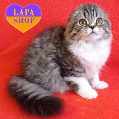 Cute Highland Fold Kitten Lari