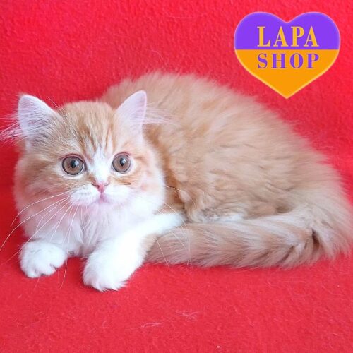 Аліса — довгошерста шотландська красуня