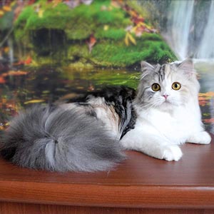 Вислоухий длинношерстный красавчик Кевин — в разведение sfl71 mom