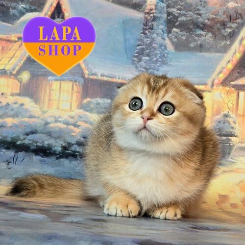 Патрисия — золотая вислоухая кошечка