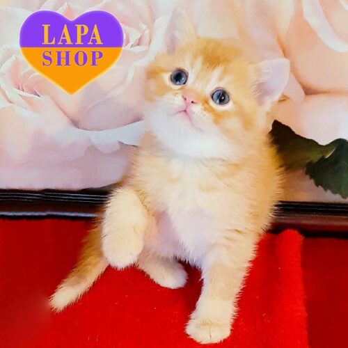 Голди — шотландский котенок в яркой рыжей шубке