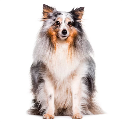 Шелті (Шотландська вівчарка)