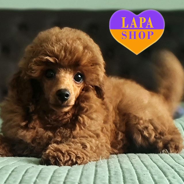 Poodle Puppies Standard Poodle Kijiji Miniature Poodle Royal
