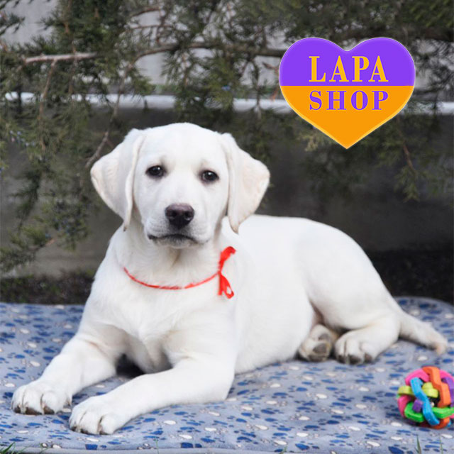 Snowy Pines Fluffy White Lab Snowy Pines Labradors 7+ Hundred