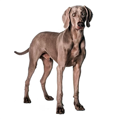 Веймаранер (Веймарська лягава)