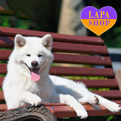 Красуня породи акіта-іну Акіра