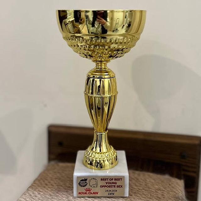 Charming Maine Coon Kitty Carmen bb 1