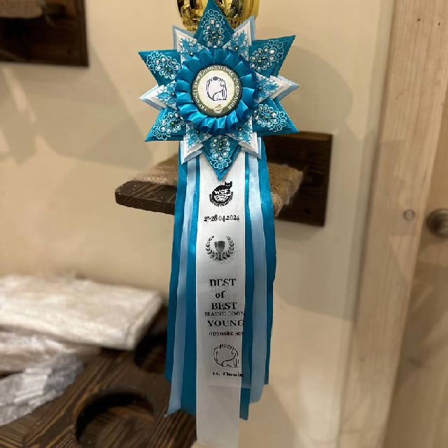 Charming Maine Coon Kitty Carmen bb 2