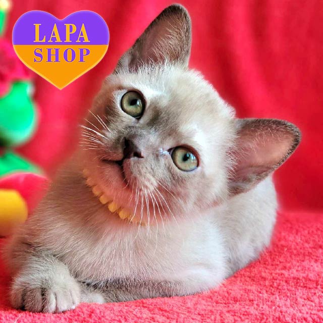 Lilac European Burmese Kittens Lilac Tortie Burmese Cat Online